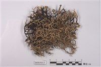 藏品(短根條梅衣)的圖片